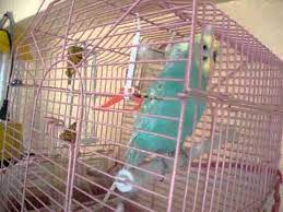 turkceyi guzel konusan kus 2 bolum youtube papaganlar papagan kus