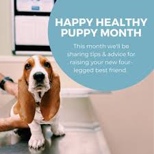 Book an appointment for a dental cleaning, or come in for a free evaluation of your pet to see what dental recommendations our vet. Helpful Resources For Pet Owners Pet Vaccination Clinic San Antonio Pet Vaccination Clinic