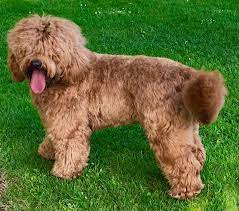 We are a family run breeding programme, dedicated to the preservation and development of the australian labradoodle in the uk. Courtland S Australian Labradoodles Courtlandsasd Twitter