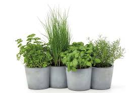 Ob ein voller garten, der zu eurem eigenheim gehört, eine terrasse in eurem mietshaus oder einfach nur ein balkon mit markise, bei uns findet ihr zuhause ist auch im garten, und pflanzen können genauso effektiv und strategisch wie gartenmöbel genutzt werden. Gyphk7xe8opkm