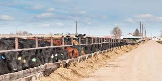 S&g's grass fed beef is tastier and healthier than all natural beef raised in factory. Is Your Grass Fed Beef Truly Grass Fed Natural Grocers