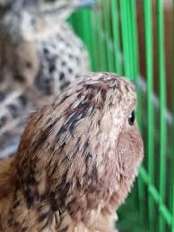Quail Bildircin Animal Kus Doga Bildircin Quail Civciv Bildircin Doga Kus