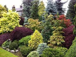 Schonbrunn palace with beautiful gardens, vienna. Beautiful Combo Of Colors And Textures Evergreen Landscape Front Yard Conifers Garden Evergreen Landscape