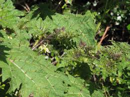 Image result for Solanum aculeatissimum