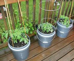 Container vegetable gardening ideas growing vegetables in pots or planters. 11 Benefits Of Container Vegetable Gardening Garden Gadget