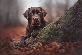 If You Want A Chocolate Lab This Is What You Need To Know K9 Web
