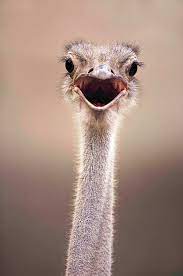 Discovery Photo Of The Day A Masai Ostrich Smiles For The Camera Facebook