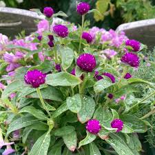 Image result for Gomphrena globosa