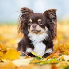 ()), officially the free and sovereign state of chihuahua (spanish: Chihuahua Hunderasse Mit Bild Info Temperament Charakteristiken Und Fakten