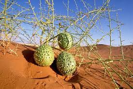 Image result for Acanthosicyos