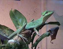 Image result for Lepidagathis andersoniana