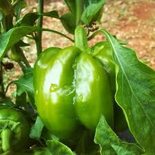 como cultivar pimentao em vasos como plantar pimentao plantar manjericao hortas pequenas