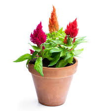Celosia Plumosa Seeds Buy Celosia Plumosa Seeds Online At Best Price In India Ugaoo Com
