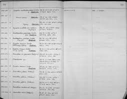 Image result for Congolanthus longidens