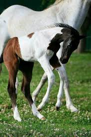 Black White And Brown Paint Horses Adorable Paint Foal Rare To See One With Black Brown White Colorings Like This One Guzel Atlar At Sevgisi Hayvanlar