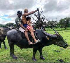Figueiredo was born in small city of soure, para, brazil where buffalo roam freely and he was a cowboy, working with his father at the animal farm until he. Deiveson Daico Figueiredo Facebook