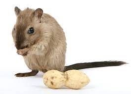 I put up this article to hopefully shed some light on the effectiveness of ultrasonic pest repellers. Do Ultrasonic Pest Repellers Really Work Tfot