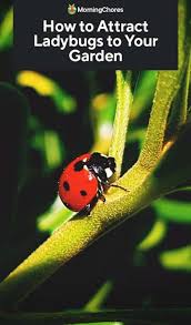Good morning america is an american morning television show that is broadcast on abc. How To Attract Ladybugs To Your Garden