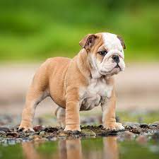 Puppies for sale from dog breeders near houston, texas. 1 Bulldog Puppies For Sale In Houston Tx Uptown