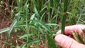 Commonly used products include lindane (kwell (tm)), permethrin (elimite (tm)) and crotamiton (eurax (tm)). Top 5 Best Chigger Repellents 2021 Review Pest Strategies