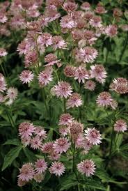 Image result for Astrantia major `Roma`