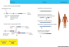 We did not find results for: Mitochondria As Therapeutic Targets In Transplantation Trends In Molecular Medicine