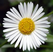 Image result for Erigeron karvinskianus