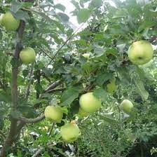 Check spelling or type a new query. Just Fruits And Exotics Nursery Justfruits Profile Pinterest