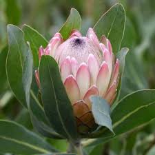 Image result for Protea madiensis