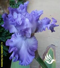 TbBubblingOver < TbAthruE < Iris Wiki
