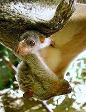 List Of Threatened Species Of The Philippines Wikipedia