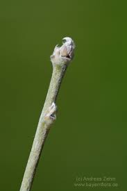 Image result for Thesium wilczekianum