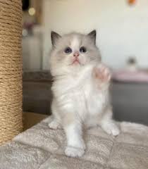 Qualcuno potrebbe, via mp, confermarmene o meno la. Vendo Animali Rimini Emilia Romagna Annunci Trovalo Subito Lavoro Vendita Animali Inserire Annunci Gratis Animali Case Ville Automobili