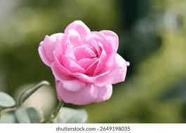 Image result for Rosa sp.