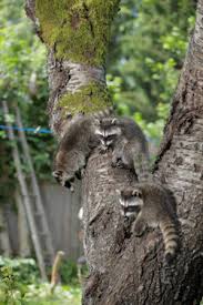 Raccoon Breeding In Mercer Ocean Monmouth Middlesex