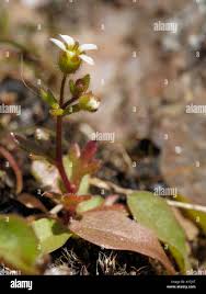 Image result for Tridactyle tridactylites