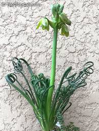 Image result for Albuca