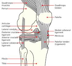 Image result for Patellar Apprehension Test