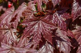 3,336 Crimson Autumn Tree Stock Photos - Free & Royalty-Free Stock Photos from Dreamstime