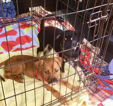 See reviews, photos, directions, phone numbers and more for the best pet stores in dorchester, ma. Alert Disreputable Holliston Puppy Seller Emerges In Ny Holliston Ma Patch