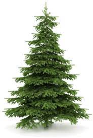 Free Christmas Wallpaper Tree Watercolor Painting Types Of Christmas Trees Watercolor Trees