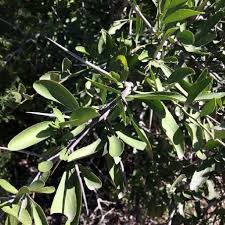 Image result for Gymnosporia tenuispina