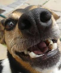When to hire a 24 hour pet sitter? Pet House Sitting In Cape Town With Best Prices On Petbacker