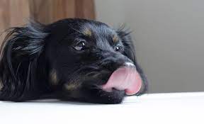 Why Does My Dog Lick The Carpet And Should I Be Worried