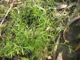 Image result for Oldenlandia herbacea