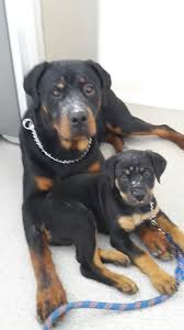 Rottweiler Black And Brown Puppy Rotties 7 Month And A 3 Month Cute Dogs Doggy Rottie