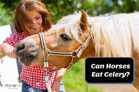 Unlike humans who discard its leaves and munch on the celery's stalk, horses will devour both parts. Can Horses Eat Celery Cabbage And Lettuce Benefits