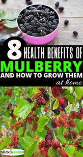 What Are The Health Benefits Of Mulberry Benefits Of Eating Mulberry In 2020 Mulberry Benefits Mulberry Mulberry Fruit