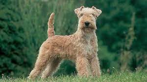 pin auf animals rawr