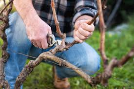 Image result for grape pruning